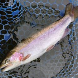 ラインブレイク多発 ～岡崎トラウトポンド～